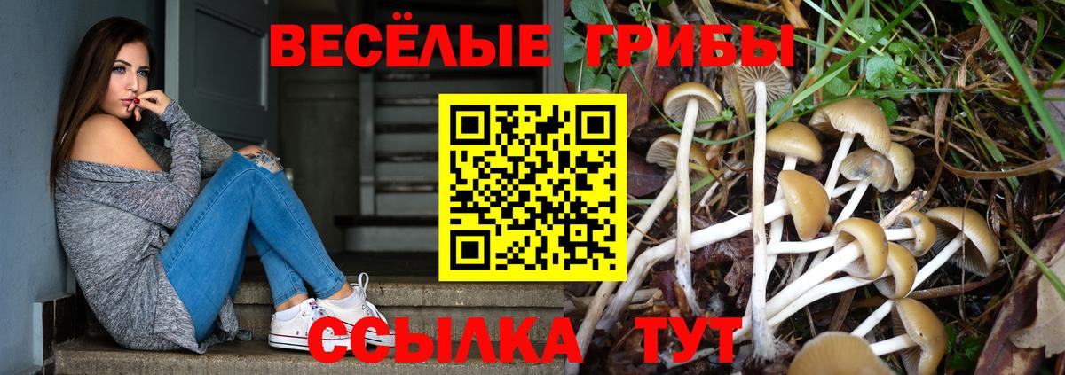 что такое   Кушва  Псилоцибиновые грибы Psilocybine cubensis  Псилоцибиновые грибы Cubensis 